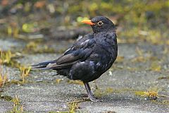 Eurasian Blackbird